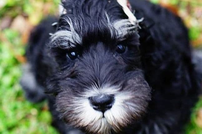 Miniature Schnauzer Puppies breeder image 10
