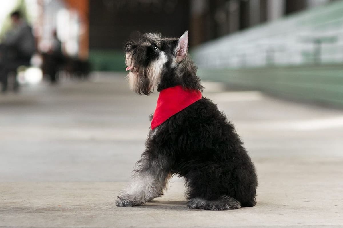 Miniature Schnauzer Puppies breeder image 11