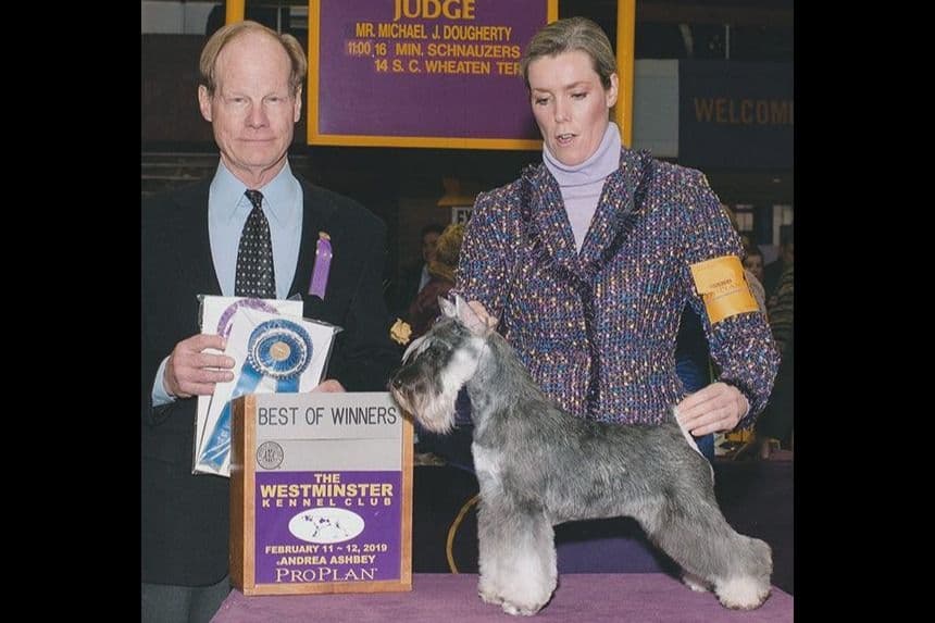 Miniature Schnauzer Puppies breeder image 13