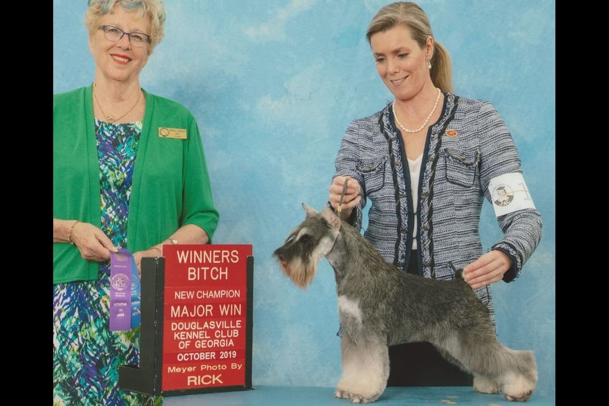 Miniature Schnauzer Puppies breeder image 15