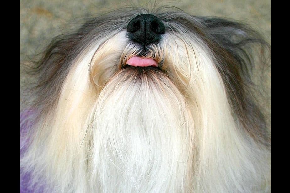 Miniature Schnauzer Puppies breeder image 16
