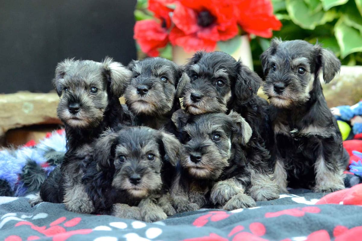 Miniature Schnauzer Puppies breeder image 1