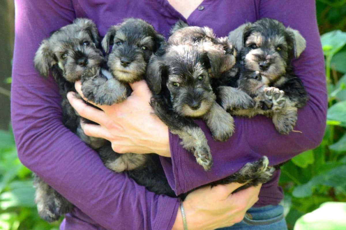 Miniature Schnauzer Puppies breeder image 17