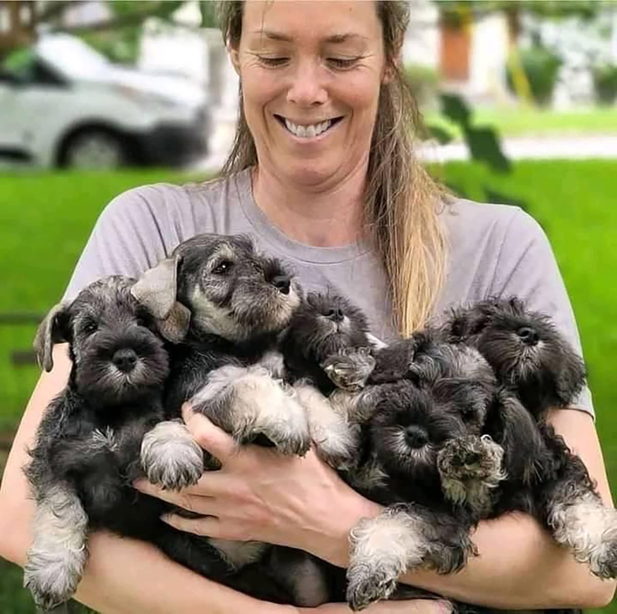 Miniature Schnauzer Puppies breeder image 18