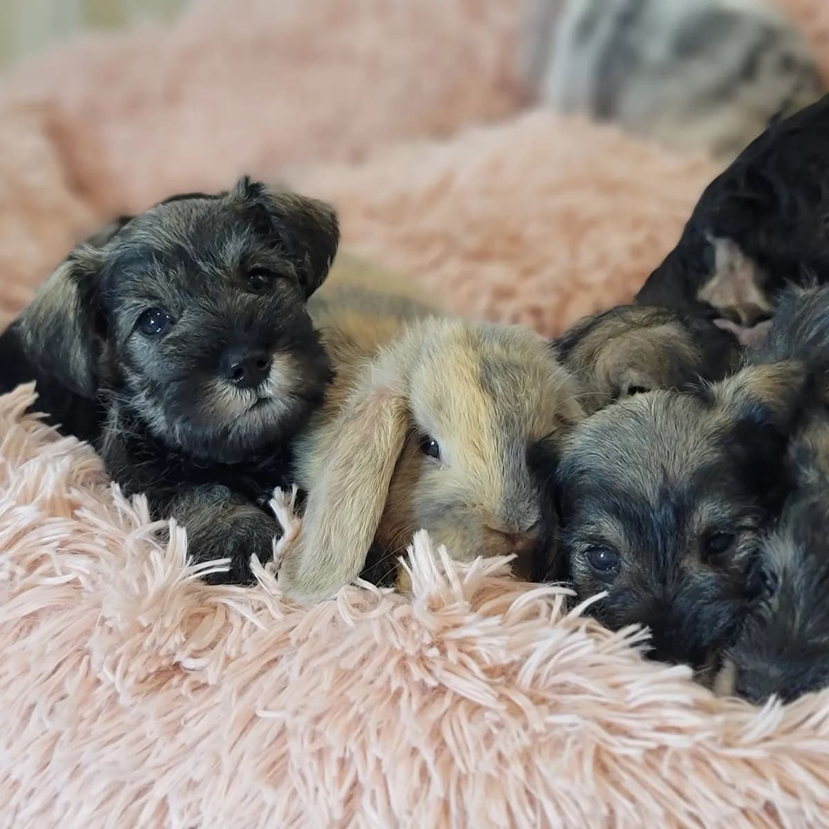 Miniature Schnauzer Puppies breeder image 20