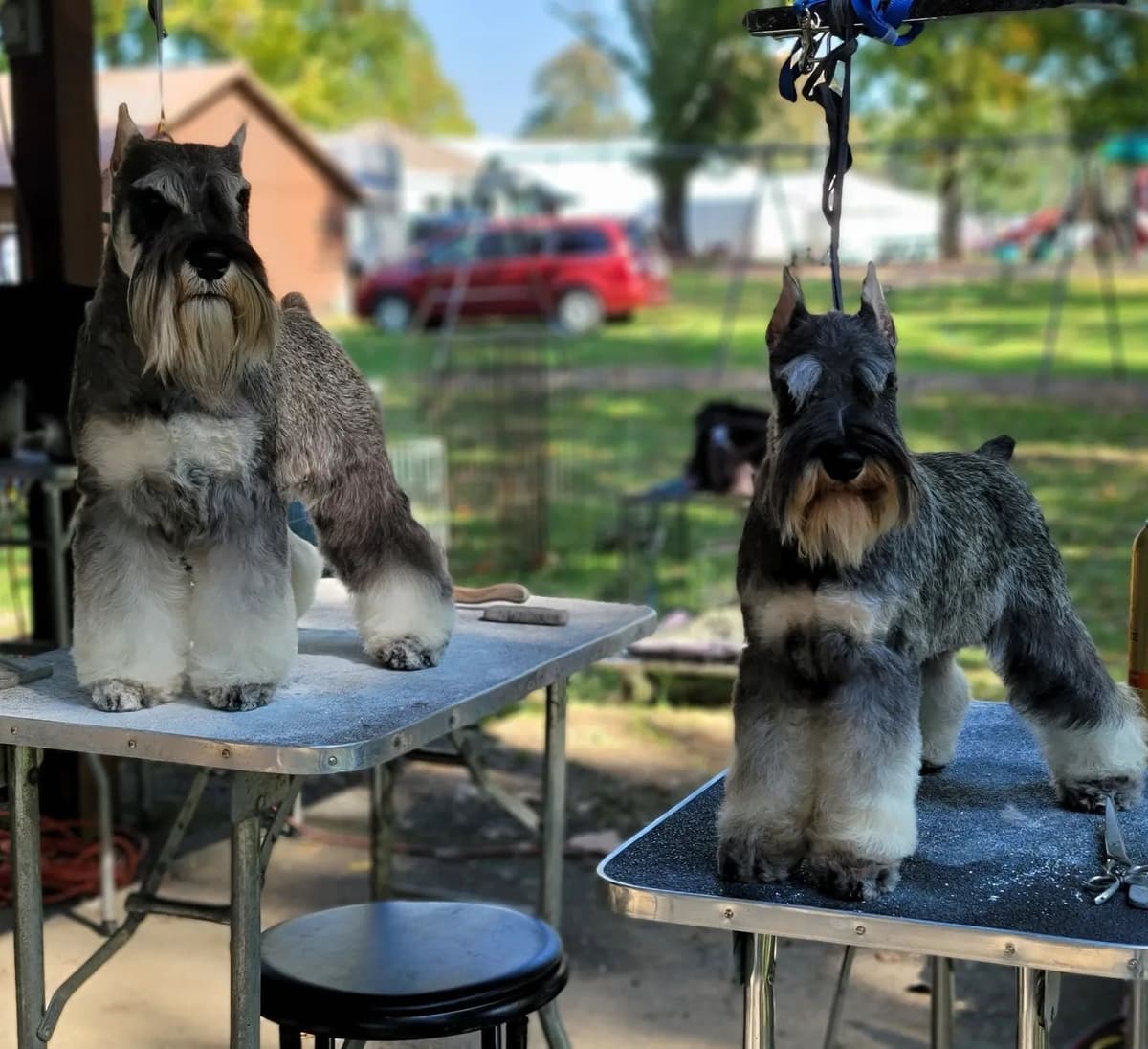 Miniature Schnauzer Puppies breeder image 22