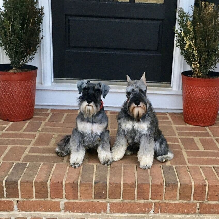 Miniature Schnauzer Puppies breeder image 21