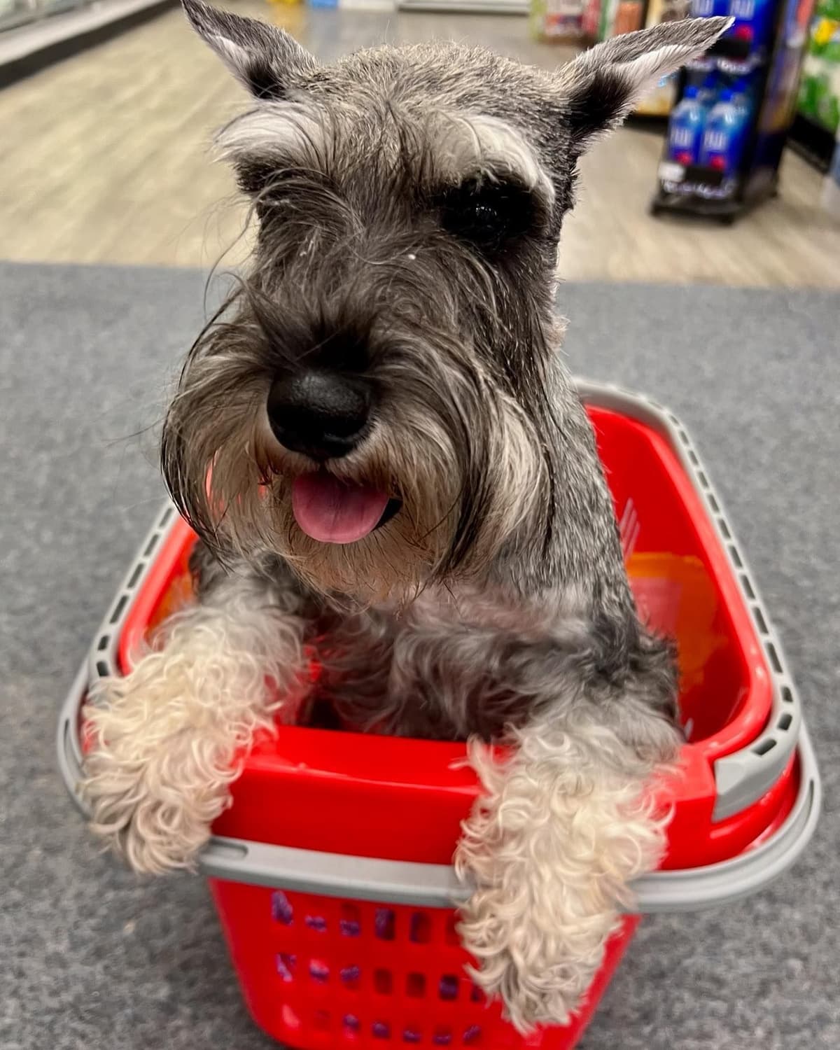 Miniature Schnauzer Puppies breeder image 23