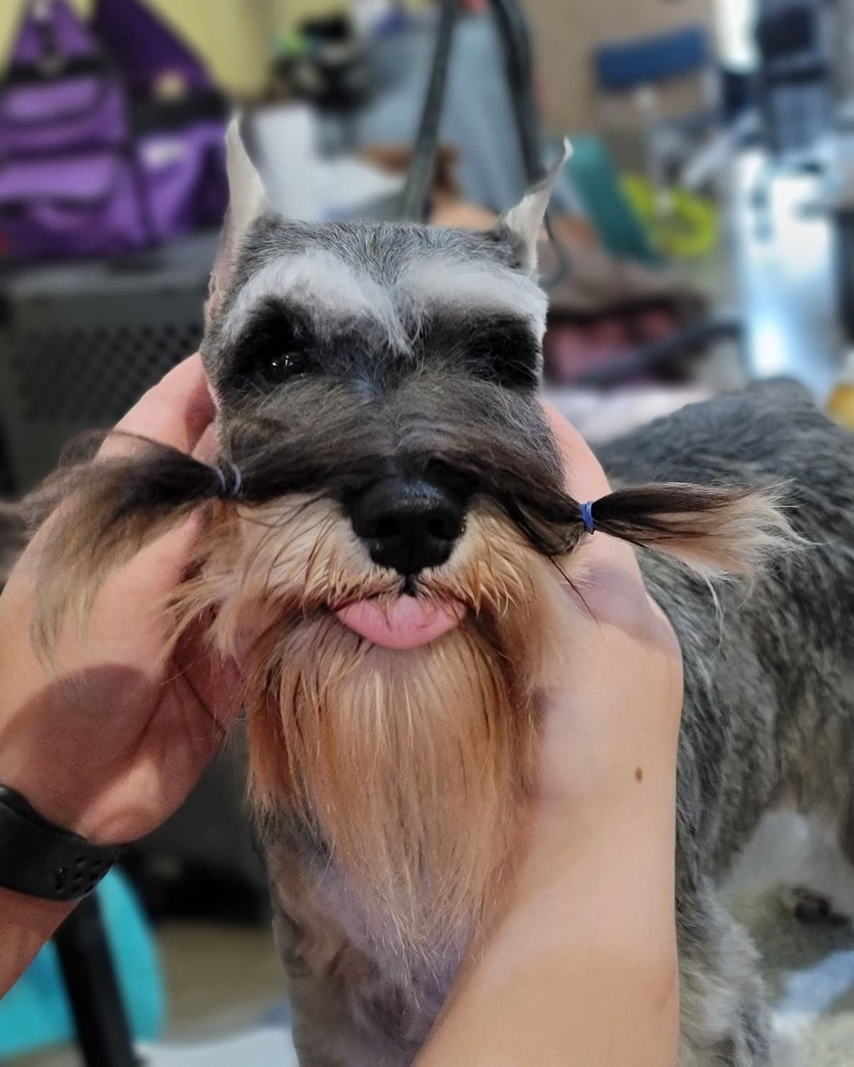 Miniature Schnauzer Puppies breeder image 25