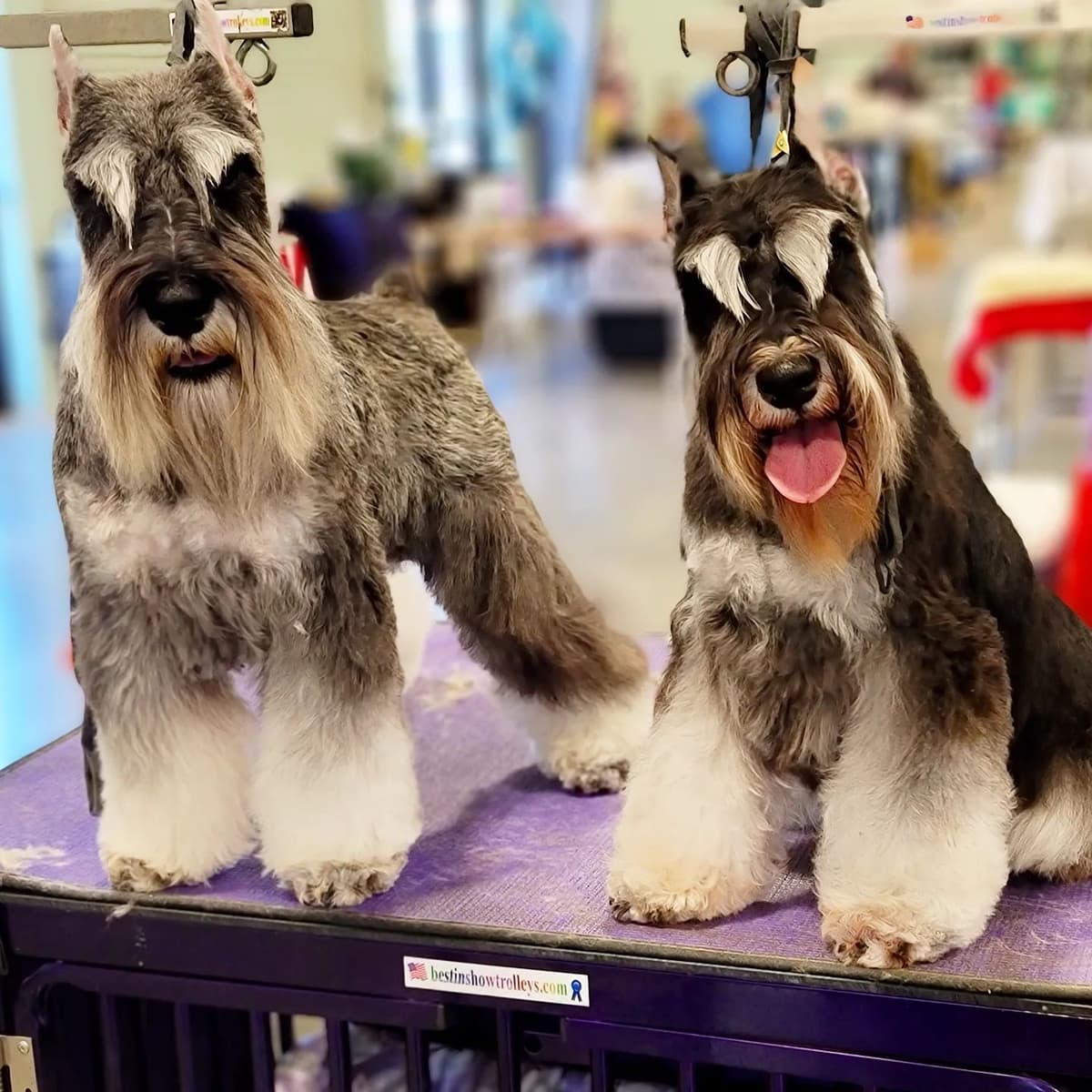 Miniature Schnauzer Puppies breeder image 24