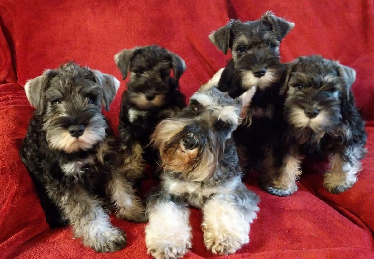 Miniature Schnauzer Puppies breeder image 27