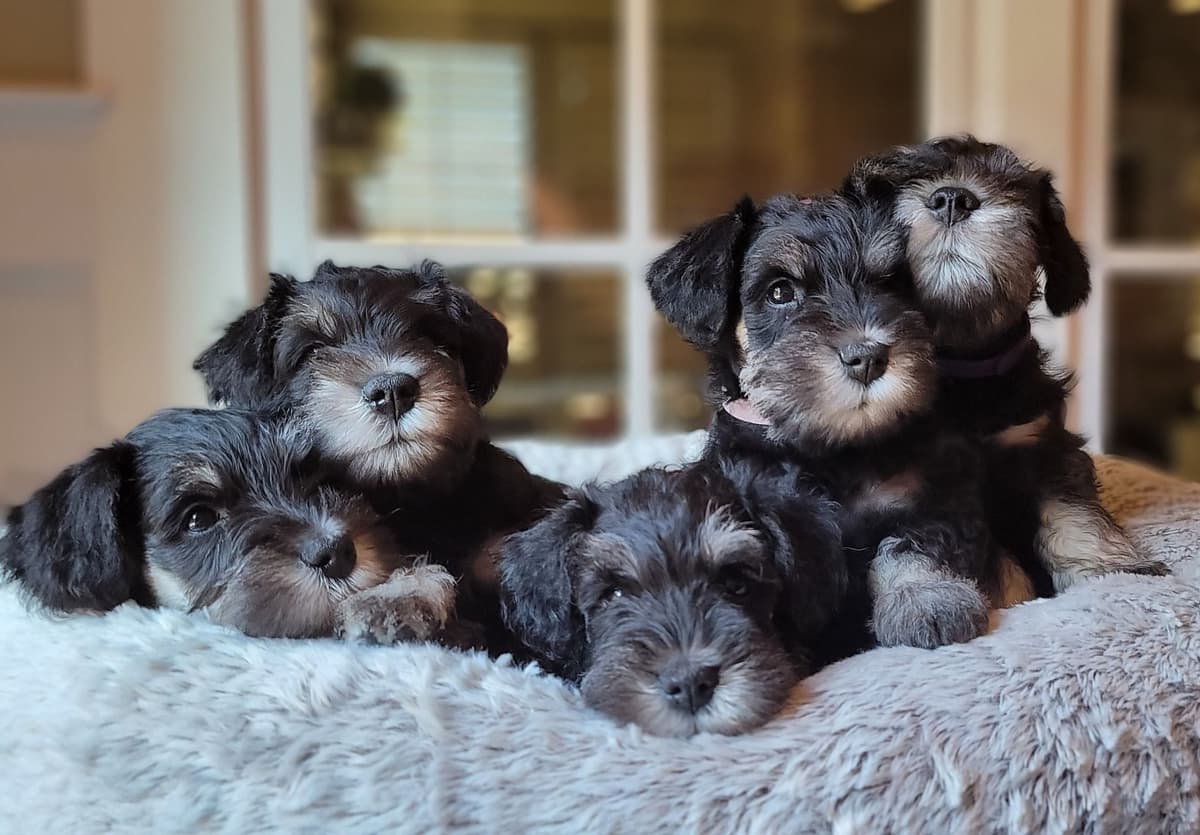 Miniature Schnauzer Puppies breeder image 26