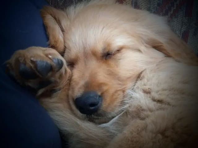 4th of July Sale Price!! Responsibly Bred Golden Retriever Puppies!! media 17