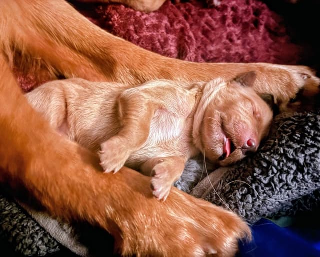 4th of July Sale Price!! Responsibly Bred Golden Retriever Puppies!! media 12