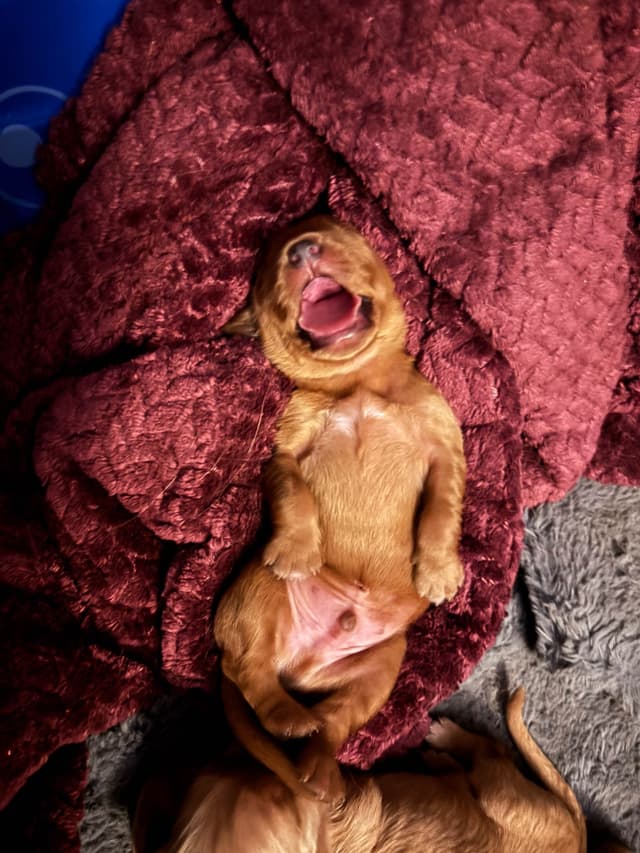 4th of July Sale Price!! Responsibly Bred Golden Retriever Puppies!! media 13
