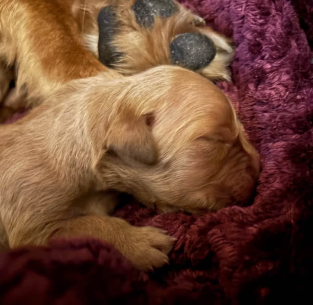 4th of July Sale Price!! Responsibly Bred Golden Retriever Puppies!! media 14