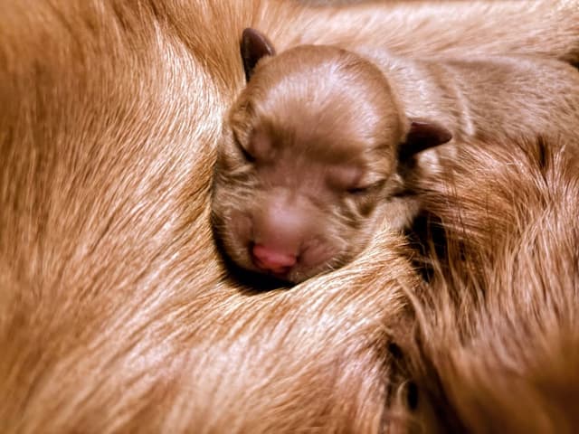 4th of July Sale Price!! Responsibly Bred Golden Retriever Puppies!! media 15