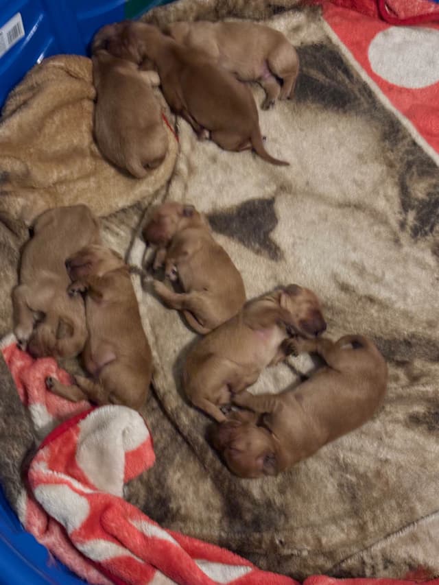 4th of July Sale Price!! Responsibly Bred Golden Retriever Puppies!! media 16