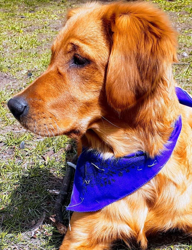 4th of July Sale Price!! Responsibly Bred Golden Retriever Puppies!! media 18