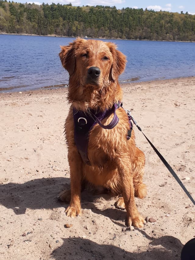 4th of July Sale Price!! Responsibly Bred Golden Retriever Puppies!! media 19