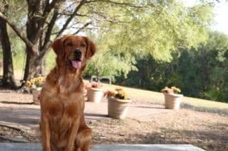 4th of July Sale Price!! Responsibly Bred Golden Retriever Puppies!! media 20