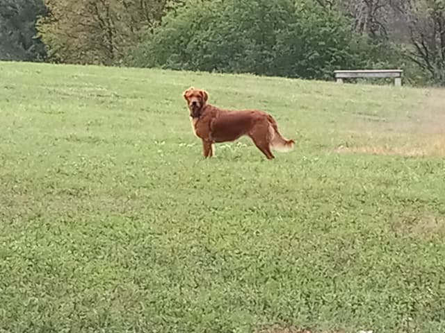 4th of July Sale Price!! Responsibly Bred Golden Retriever Puppies!! media 21