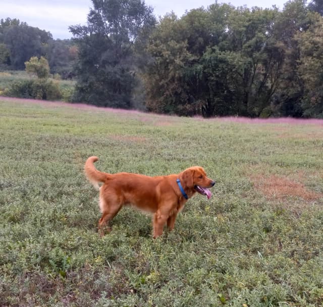 4th of July Sale Price!! Responsibly Bred Golden Retriever Puppies!! media 23