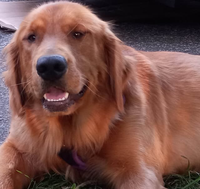 4th of July Sale Price!! Responsibly Bred Golden Retriever Puppies!! media 24