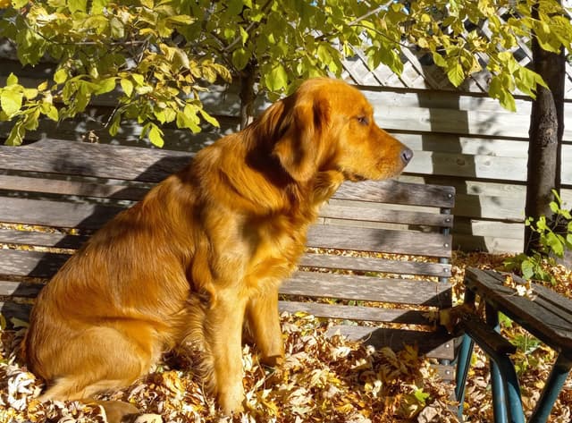 4th of July Sale Price!! Responsibly Bred Golden Retriever Puppies!! media 25
