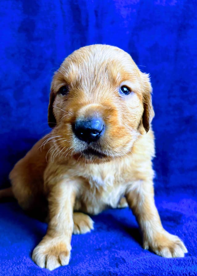4th of July Sale Price!! Responsibly Bred Golden Retriever Puppies!! media 3