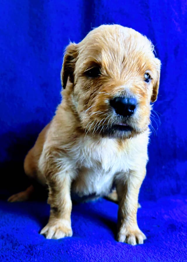 4th of July Sale Price!! Responsibly Bred Golden Retriever Puppies!! media 5