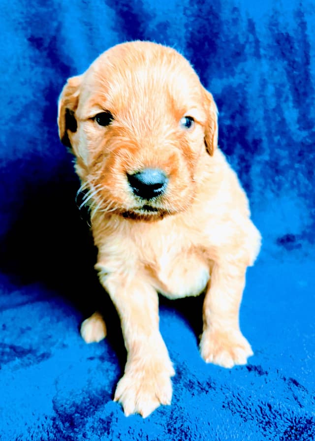 4th of July Sale Price!! Responsibly Bred Golden Retriever Puppies!! media 9