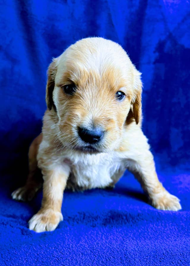 4th of July Sale Price!! Responsibly Bred Golden Retriever Puppies!! media 11