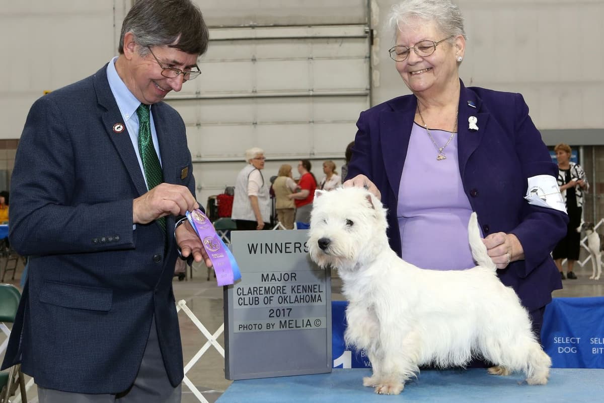 West Highland White Terrier Puppies breeder image 1