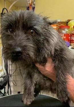 Cairn Terrier Puppy JUST REDUCED media 7