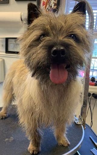 Cairn Terrier Puppy JUST REDUCED media 8