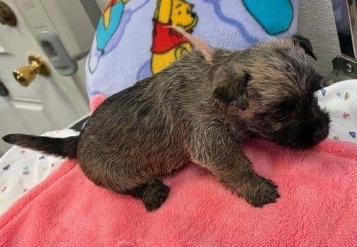 Cairn Terrier Puppy JUST REDUCED media 5