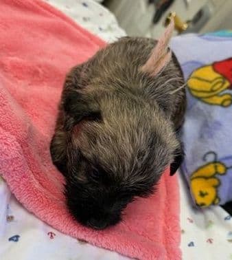 Cairn Terrier Puppy JUST REDUCED media 6