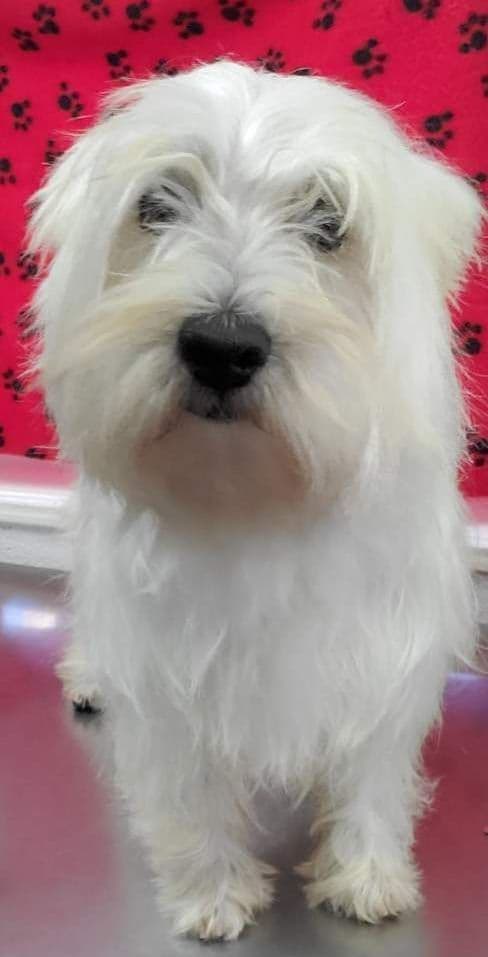 West Highland White Terrier Female Puppy JUST REDUCED media 8