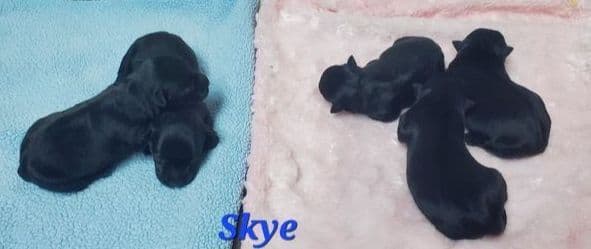 Scottish Terrier Puppies JUST REDUCED media 5