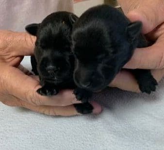 Scottish Terrier Puppies JUST REDUCED media 6