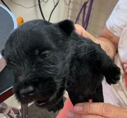 Scottish Terrier Puppies JUST REDUCED media 7