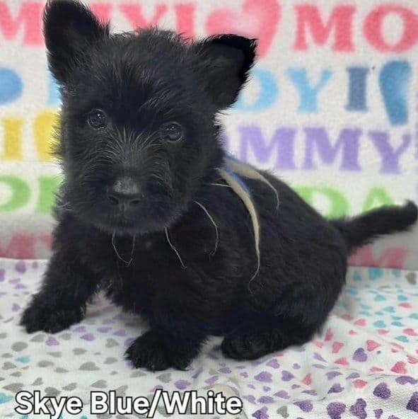 Scottish Terrier Puppies JUST REDUCED media 4