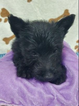 Scottish Terrier Puppies JUST REDUCED media 8