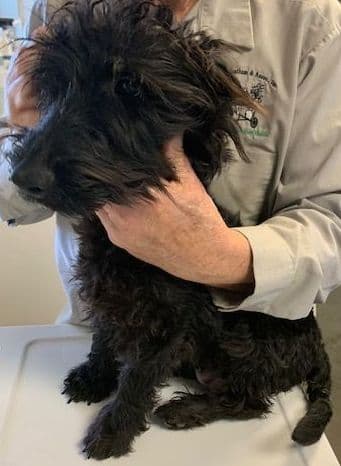 Scottish Terrier Puppies JUST REDUCED media 10