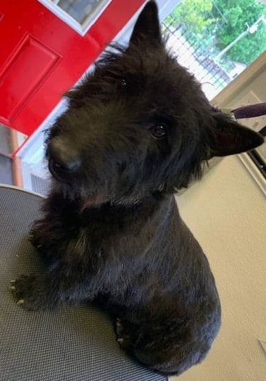 Scottish Terrier Puppies JUST REDUCED media 9