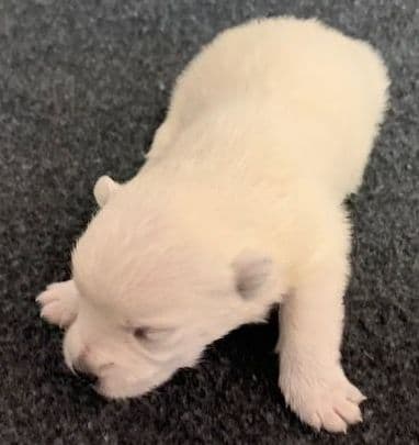 West Highland White Terrier Male Puppy JUST REDUCED media 6