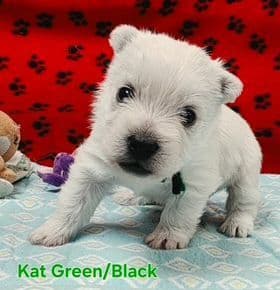 West Highland White Terrier Male Puppy JUST REDUCED media 4