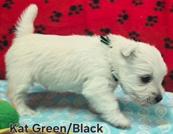 West Highland White Terrier Male Puppy JUST REDUCED media 5