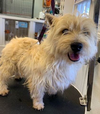 West Highland White Terrier Male Puppy JUST REDUCED media 7